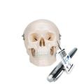 3B Scientific Mini Skull, 3 part - w/ 3B Smart Anatomy 1000041